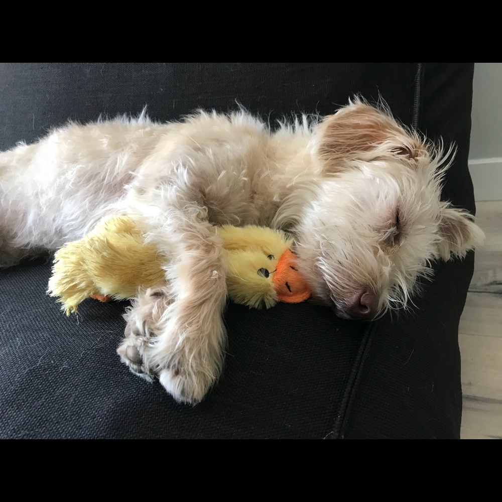 Meet your Posher, Summer